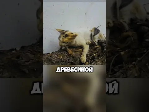 Кошка питалась древесиной и никого не подпускала. Всё ради котят 🥺