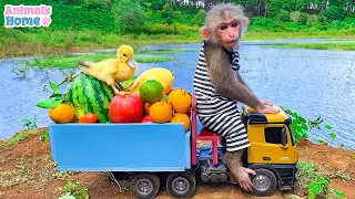BiBi Monkey takes ducklings to pick fruits at the farm Animail Home