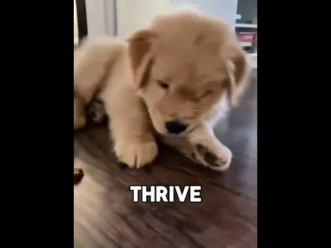 Golden Retriever: Pure Joy, Pure Love