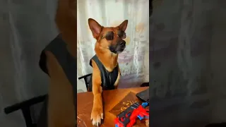 los videos más vistos de snapy6065 #5 🐶💓👦🏻