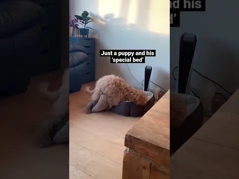 Dancing dog and his special friend #dogs #dancingdogs #stuffedanimal