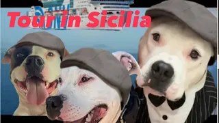 Un viaggio indimenticabile della Kira_Family #sicilia #kira #dogs #dog