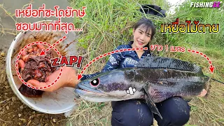 เหยื่อที่ใช้ตกปลาชะโดยักษ์ ได้ผลดีที่สุด! สูตรเหยื่อในคลิป  FISHINGEZ วันที่ 29-4-66