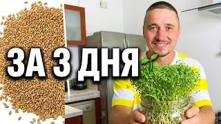 РОСТКИ ДОМА ЗА 3 ДНЯ 🌱  Проростки Инструкция выращивания