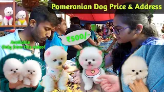 Pomeranian Dog Price & Shop Address | Teacup dog | Funny Pom Dog | FREE DOG AVAILABLE #viral #dogs