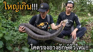 โคตรจงอางยักษ์ตัวใหม่ ใหญ่เกินพิกัด!! อสรพิษวิทยา EP.273