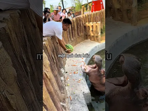 Người đàn ông mang theo quả dưa trở lại để đền cho hà mã 😳