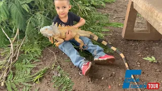 Agarramos unas iguanas en Culiacán Sinaloa