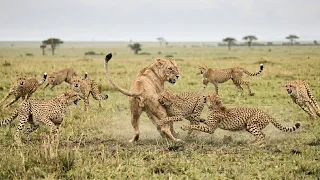 Eight Cheetahs Corner the Lioness Who Started It All