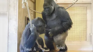 Excited Silverback Gorilla Asks A Female To Mate ❤️ | Shabani & Ai