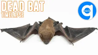 Dead Bat Timelapse