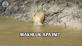 Makhluk Aneh Berbulu Tiba² Muncul Dari  Dalam Sungai ini Hebohkan Warga