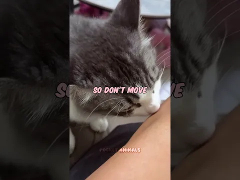 What your kitten is trying to tell you 🐱🥹