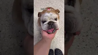 My favorite moments at dog daycare this year! (2022)