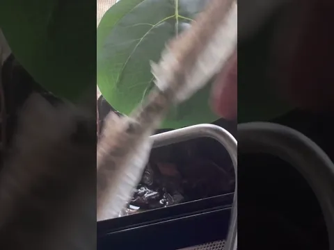 Almost perfect shed removal