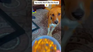 Dog does not like his food #shorts #viral #dogs #funny