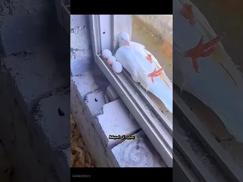 سر البيض الغامض الذي تحول الى اجمل طائر✨