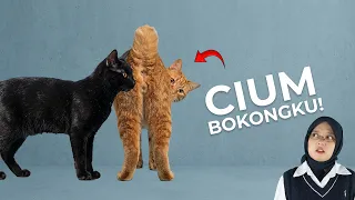 KENAPA KUCING SUKA CIUM BOKONG KUCING LAIN? TERNYATA INI ALASANNYA!