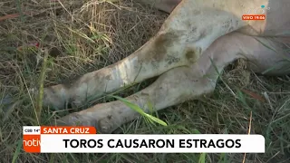 Cinco toros escapan de un camión antes de llegar al matadero municipal y causan estragos.
