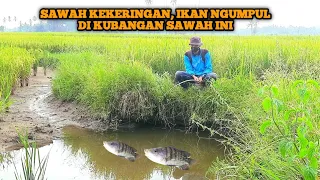 Penghobi mancing pasti suka dengan spot kubangan sawah sisa banjir, strikenya tidak putus putus gaes