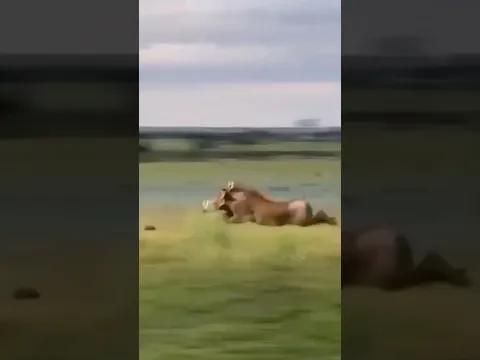 is gadhe ki race dekho short viral video