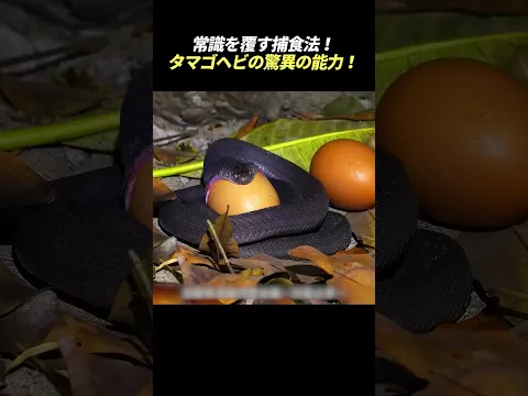 常識を覆す捕食法！ タマゴヘビの驚異の能力！