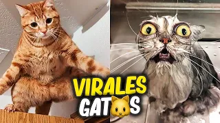 LOS MEJORES VÍDEOS VIRALES DE GATITOS 🐱❤️