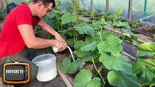 Огурцы обожают эту белую подкормку! Огурцы засыплют Вас урожаем раньше срока.
