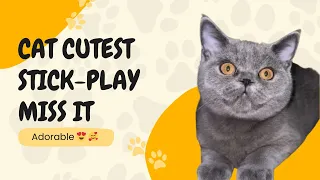 My Cat Cutest Stick-Play Moments | Too Adorable to Miss! 😍🐱