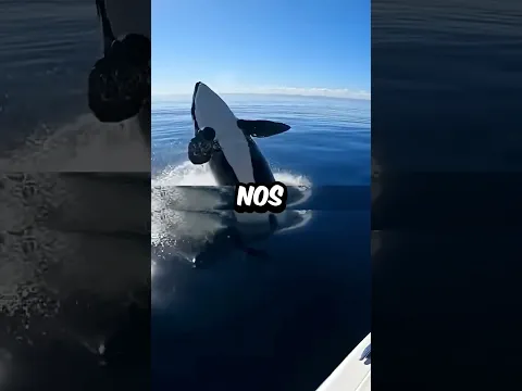 Esta orca estaba salvando a mi perro, no haciéndole daño! 🐶❤️ #animals #shorts #friends #dog #rescue