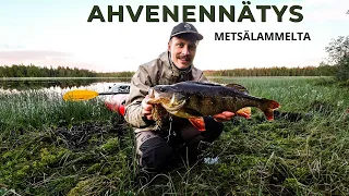 Ennätysahven metsälammelta