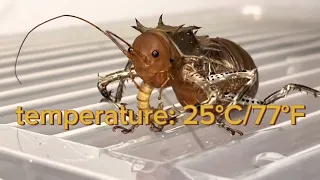cricket tank breeding tutorial (Cosmoderus femoralis)