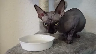Лысая кошка сфинкс кушает сыр Sphynx cat
