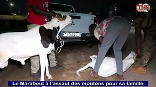 Le Marabout à l'assaut des moutons pour sa famille