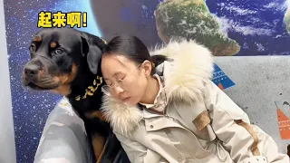 一坨是全网最能屈能伸的狗子，没有之一 😂#罗威纳护卫犬 #狗狗 #向威和一坨【合集】