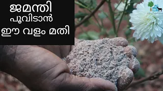 ജമന്തി ചെടികൾ പൂവിടാൻ ഈ വളം മതി  | Chrysanthemum Flowering Tips Malayalam | Glory Farm House