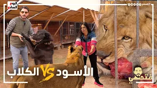 الكلب جاتله أزمة قلبية لما شاف الأسد قدامه .. دخلنا مزرعة الأسود والنمور ومعانا أشرس الكلاب