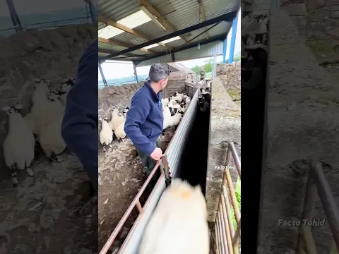 An incredible method of separating small and large sheep #shortvideo