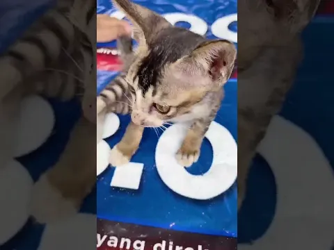 Kamu dipenjara karna menganiaya kucing ini#like #subscribe #comedy #shorts