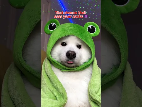 Throw it out the window ✨ #dogshorts #funny #cutedog #pets #tiktok #puppy ib:javadoodles