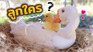 ในที่สุดปากหม้อก็ทำสำเร็จ แม่ห่านฟักไข่เป็ด!!!
