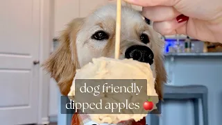 My Dog Tries Friendly Dipped Apples 🍎 Simple recipe to include your dog in fall fun