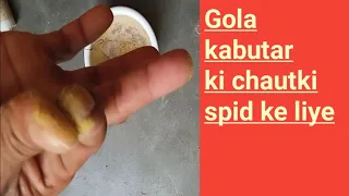 november ki chautki gola kabutar