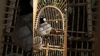 بلبل طور وحشي 😍 لتعليم ألافراخ