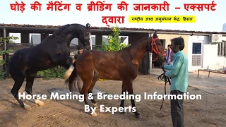 Horse Mating, Breeding, Reproduction Information Video By National Research Centre on Equines Hisar
