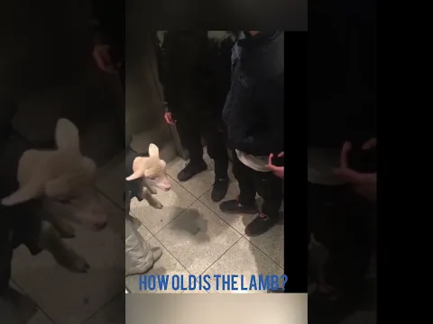 Angry Lamb 🤣