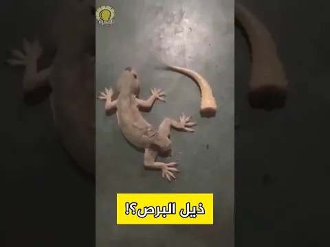 ذيل البرص ، ما الحكاية؟ #حيوانات #animals #الحيوان #wild #wildanimals #سحلية #زواحف #gecko #lizard