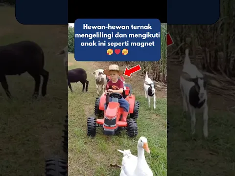 Peternak Cilik dengan Kereta yang Penuh Cinta