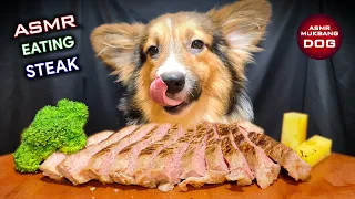 ASMR Mukbang Corgi Dog Eating Beef Steak 🥩
