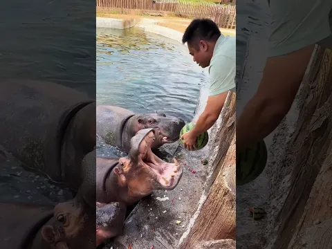 Hippo Goes Crazy for Watermelon🍉